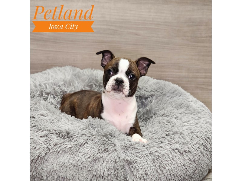 Boston Terrier Dog Female blk brdl/wh 18967