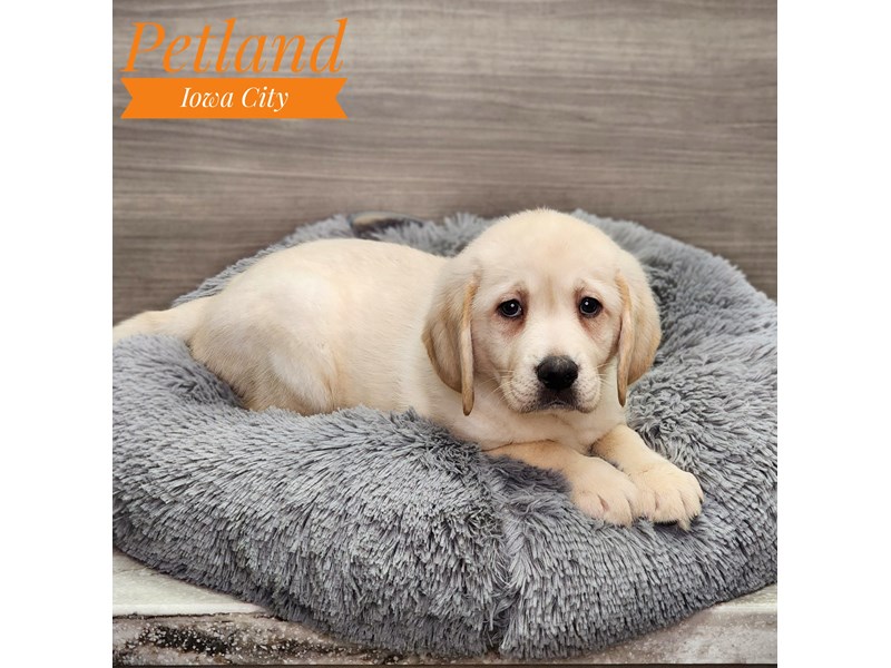 Labrador Retriever Dog Female Yellow 18962