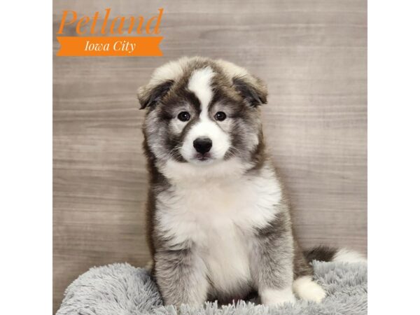 Huskimo-Dog-Male-Black / White-18986-Petland Iowa City, Iowa