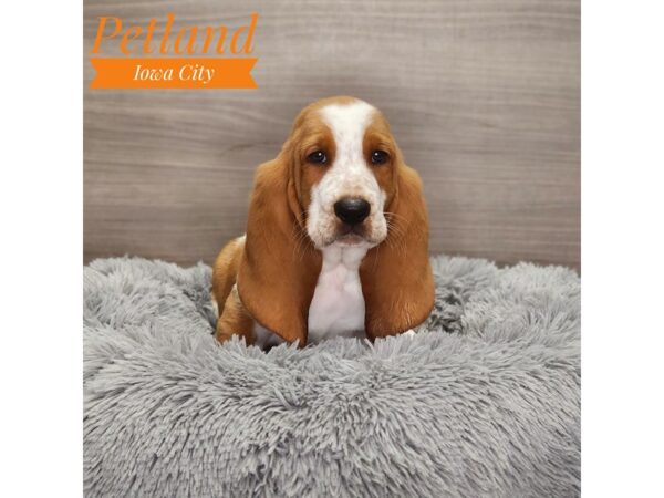 Basset Hound-Dog-Male-Red / White-18985-Petland Iowa City, Iowa