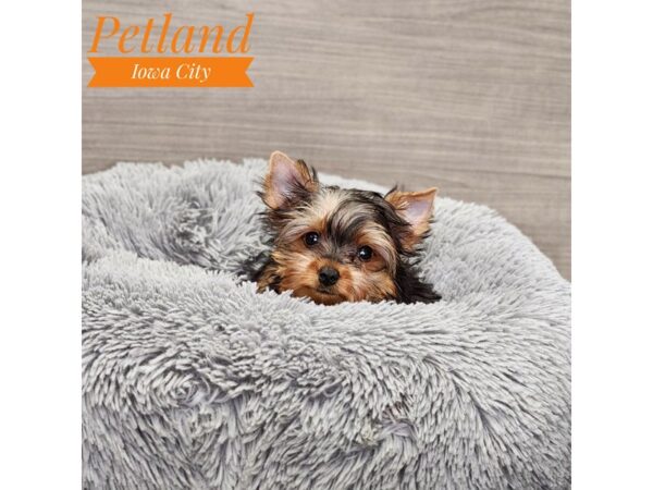 Yorkshire Terrier Dog Male blk & gld 18993 Petland Iowa City, Iowa