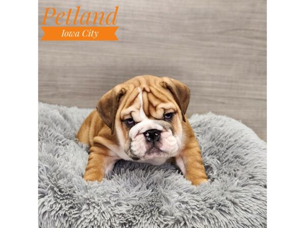 Bulldog Dog Female Red / White 18998 Petland Iowa City, Iowa