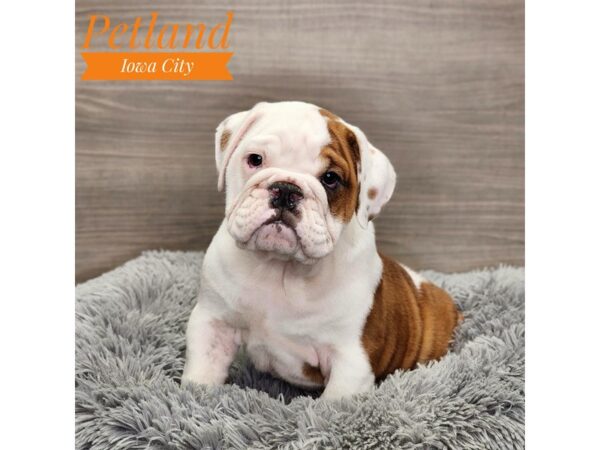 Bulldog-Dog-Male-Red / White-18999-Petland Iowa City, Iowa