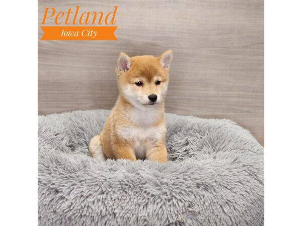 Shiba Inu-Dog-Female-Red-19003-Petland Iowa City, Iowa