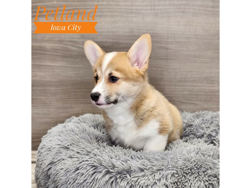 Pembroke Welsh Corgi Dog Female Red / White 19000