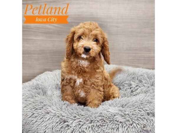 Cavapoo Dog Male Red 19004 Petland Iowa City, Iowa