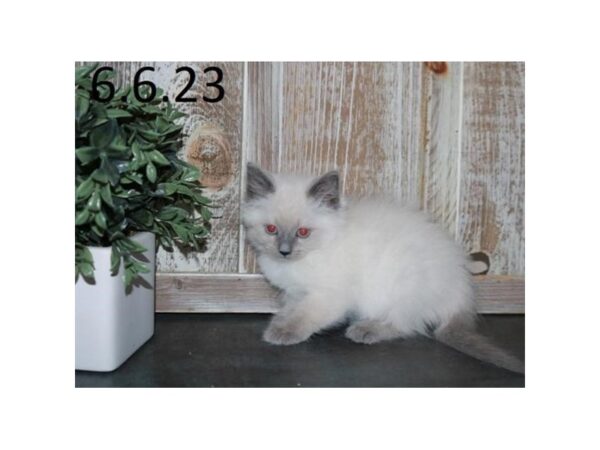 Ragdoll/Siberian Cat-Cat-Female-White-19013-Petland Iowa City, Iowa