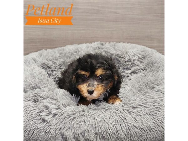 Aussiedoodle Mini-Dog-Female-Tri-Colored-19010-Petland Iowa City, Iowa