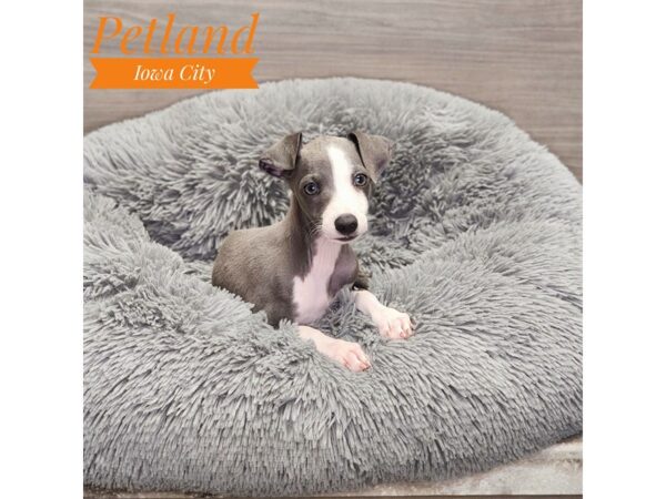 Italian Greyhound Dog Female Blue 19007 Petland Iowa City, Iowa