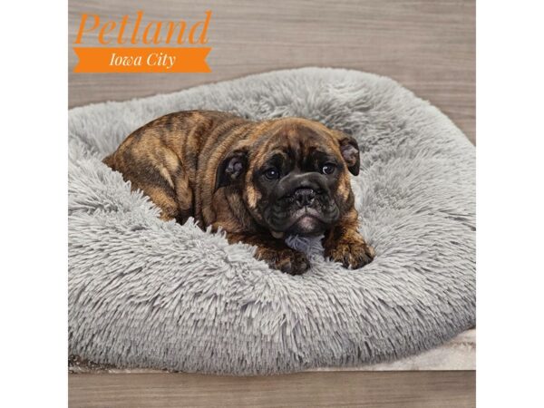 Victorian Bulldog-Dog-Female-Brindle-19008-Petland Iowa City, Iowa