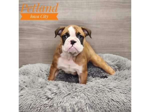 Boston Bulldog-Dog-Female-Fawn-19009-Petland Iowa City, Iowa