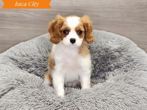 Cavalier King Charles Spaniel-Dog-Female-Blenheim-19006-Petland Iowa City, Iowa