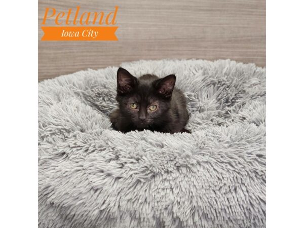 Domestic Short Hair-Cat-Female--19019-Petland Iowa City, Iowa