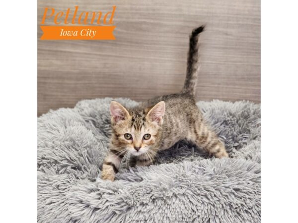 Domestic Short Hair-Cat-Female--19020-Petland Iowa City, Iowa