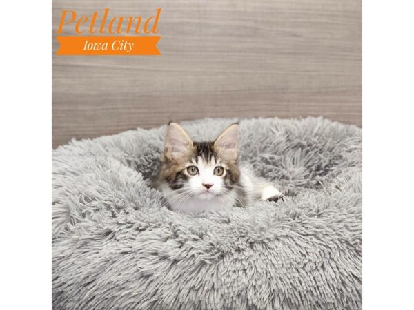 Ragdoll/Maine Coon-Cat-Male-Black / Silver-19012-Petland Iowa City, Iowa