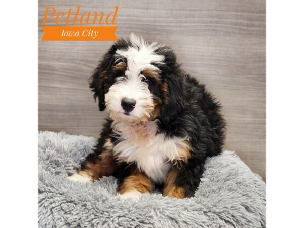 Bernedoodle Mini-Dog-Male-Tri-Colored-19034-Petland Iowa City, Iowa