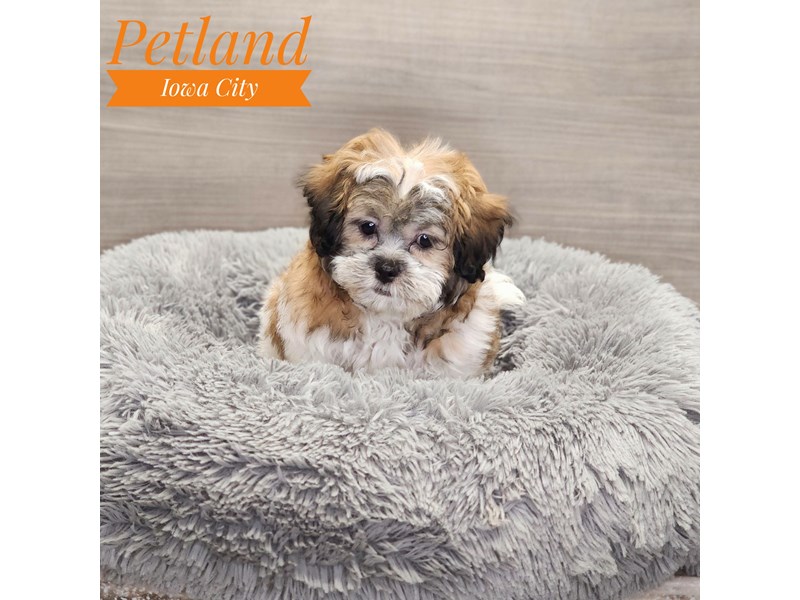 Teddy Bear Dog Female White 19028
