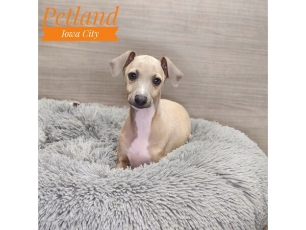 Italian Greyhound-Dog-Male-Fawn-19023-Petland Iowa City, Iowa