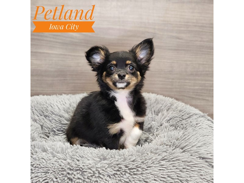Chihuahua Dog Female blk 19022