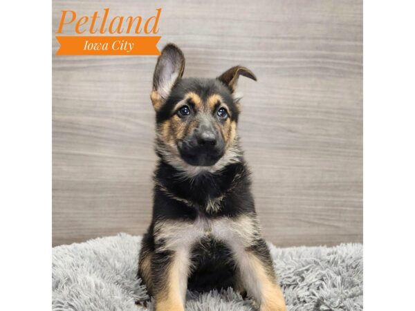 German Shepherd Dog-Dog-Female-Black / Tan-19030-Petland Iowa City, Iowa