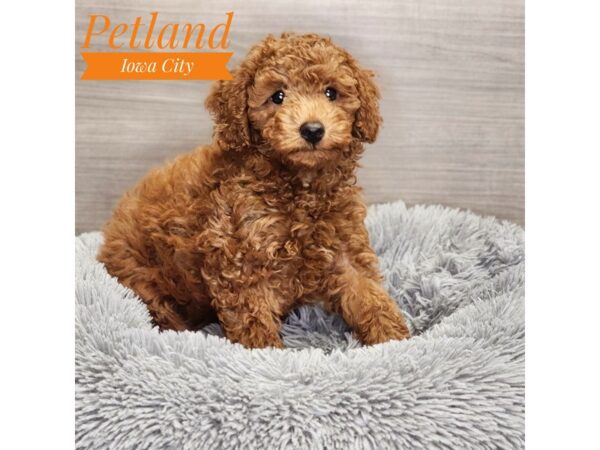 Poodle Dog Female Red 19024 Petland Iowa City, Iowa