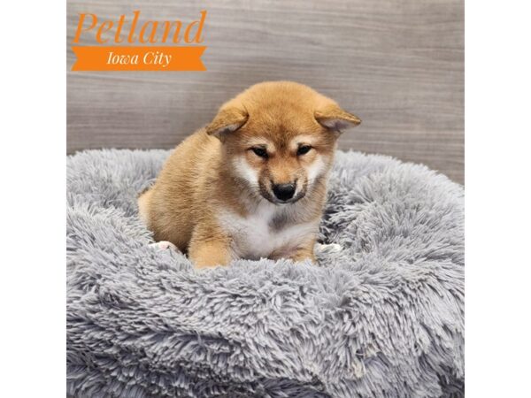 Shiba Inu Dog Male Red 19026 Petland Iowa City, Iowa