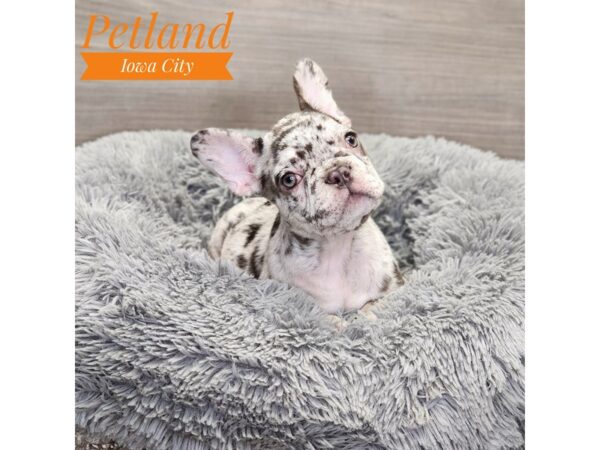 French Bulldog Dog Male choc mrl 19027 Petland Iowa City, Iowa