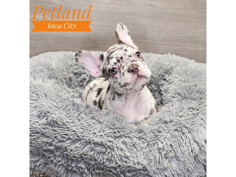 French Bulldog Dog Male choc mrl 19027