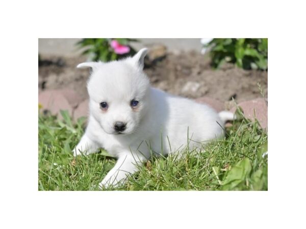 Alaskan Klee Kai-Dog-Female-White-19048-Petland Iowa City, Iowa