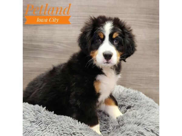 Bernese Mountain Dog-Dog-Male-Black / White-19043-Petland Iowa City, Iowa