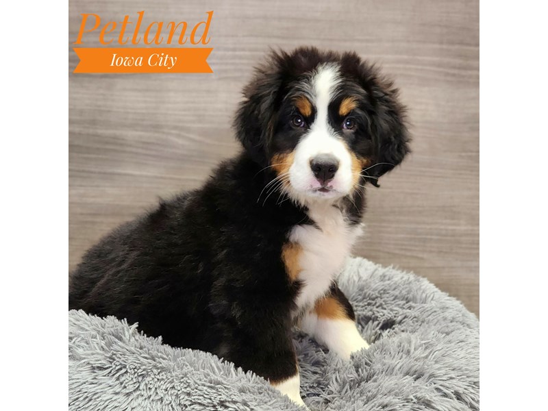 Bernese Mountain Dog Dog Male Black / White 19043