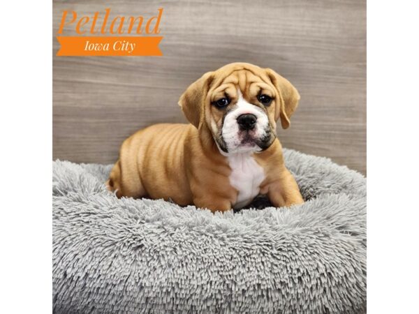 Bulldog/Beagle-Dog-Male-Red / White-19052-Petland Iowa City, Iowa