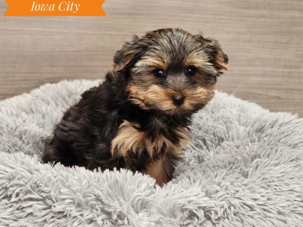 Yorkshire Terrier Dog Male Black / Tan 19047 Petland Iowa City, Iowa