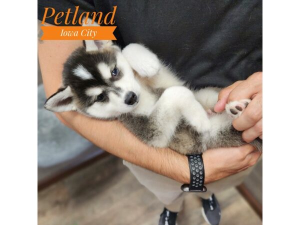 Alaskan Klee Kai Dog Male Black / White 19049 Petland Iowa City, Iowa