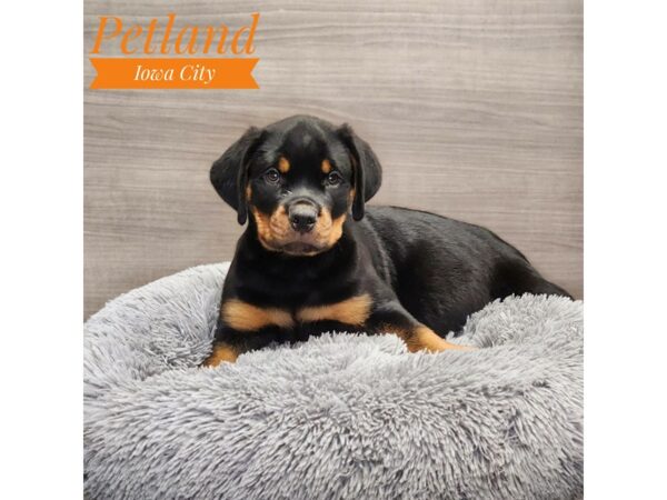 Rottweiler Dog Male Black / Tan 19045 Petland Iowa City, Iowa