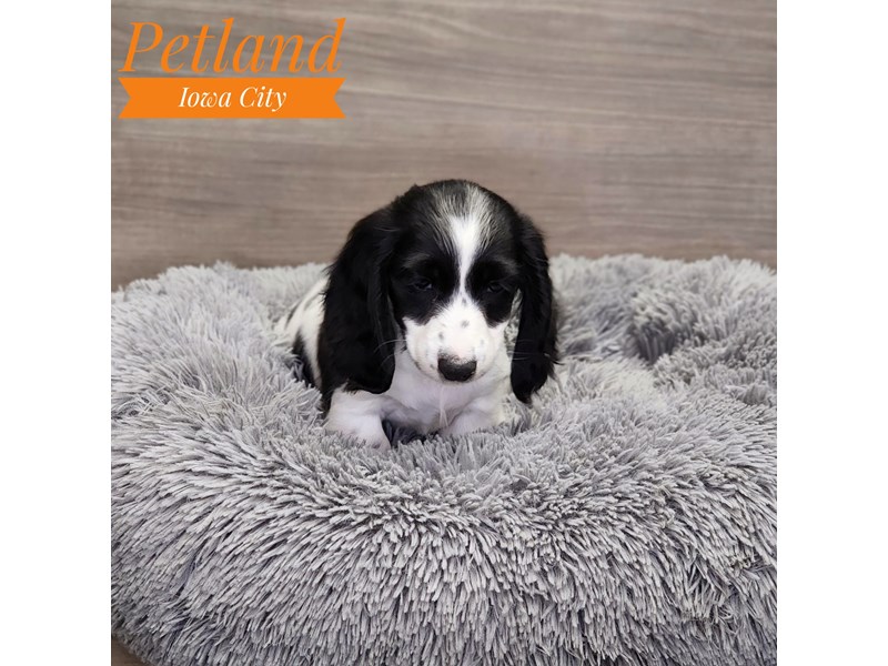 Dachshund Dog Male Black / White 19061