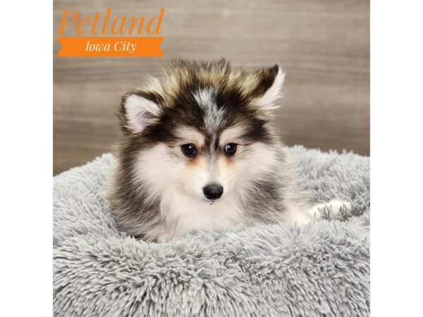 Pomsky 2nd Gen Dog Male Black / White 18903 Petland Iowa City, Iowa