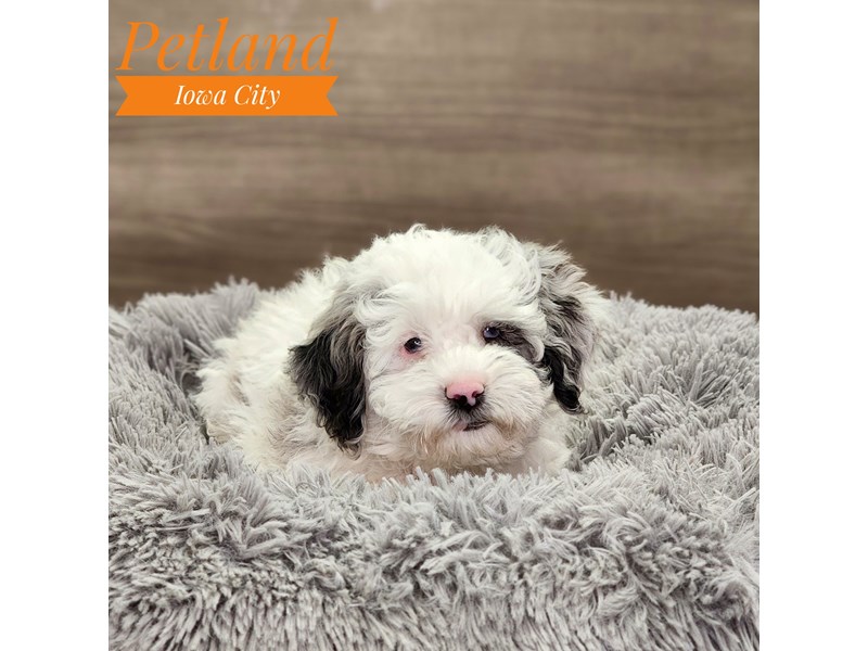 Schnoodle Dog Male White 18904