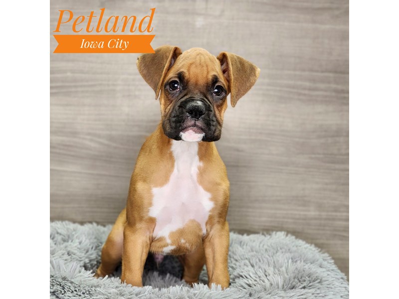 Boxer Dog Male Mahogany 18948