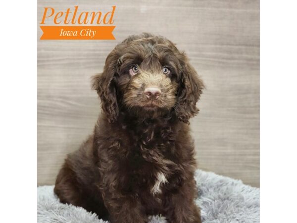 NewfyPoo Mini-Dog-Male-Chocolate-18933-Petland Iowa City, Iowa