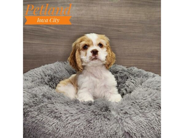 Cocker Spaniel Dog Male cr & wh 18976 Petland Iowa City, Iowa