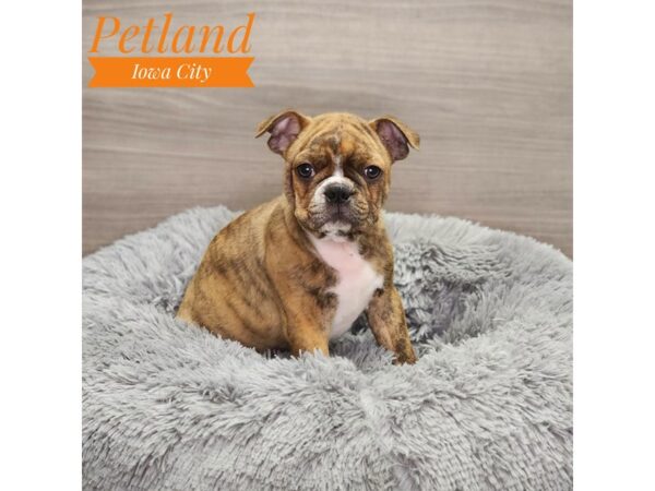 Boston Terrier Dog Male seal brdl/wh 18968 Petland Iowa City, Iowa