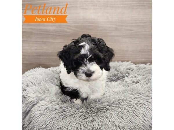 Cock A Poo-Dog-Male-Black / White-18987-Petland Iowa City, Iowa