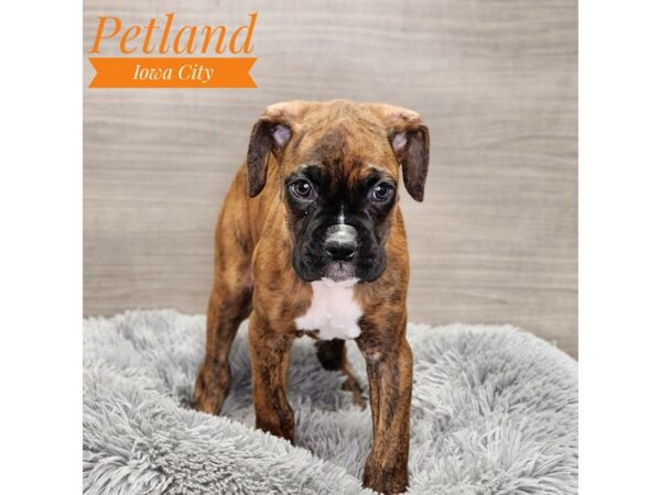 Boxer-Dog-Female-Brindle-18996-Petland Iowa City, Iowa