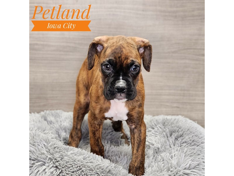 Boxer Dog Female Brindle 18996