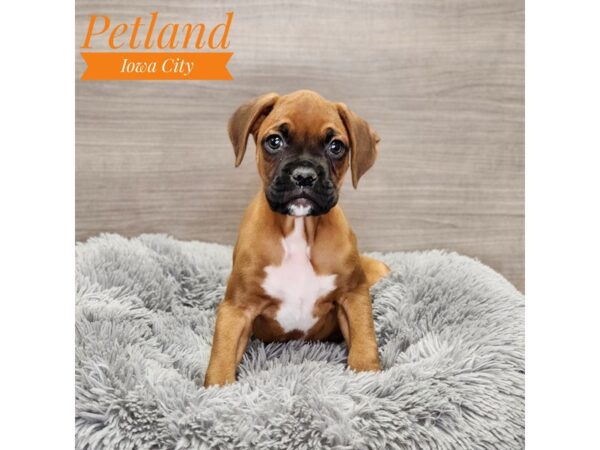 Boxer Dog Male Fawn 18997 Petland Iowa City, Iowa