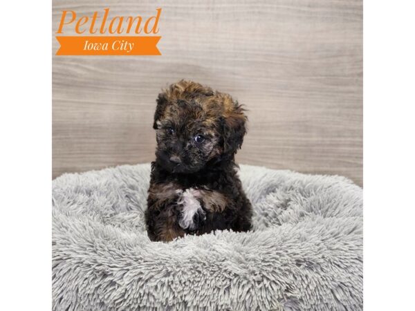 Poodle Dog Female Black / Tan 19001 Petland Iowa City, Iowa