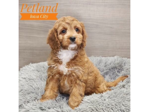 Cavapoo-Dog-Female-Apct, wht mkgs-19015-Petland Iowa City, Iowa