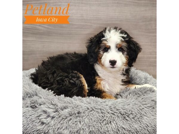 Bernedoodle Mini-Dog-Male-Tri-Colored-19014-Petland Iowa City, Iowa