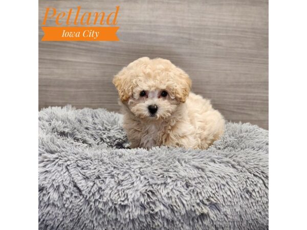 Bichapoo-Dog-Female-Apricot-19033-Petland Iowa City, Iowa